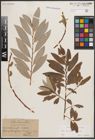 Foto von Salix caprea L. x Salix eleagnos Scop.